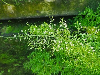 Sprenger's asparagus plant