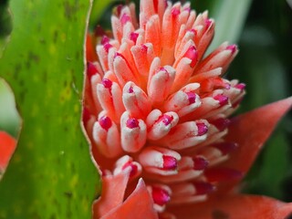 Flaming torch flower