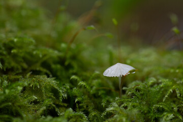 Macro image of an isolated tiny mushroom amongst mosses at Breney Common Nature Reserve Cornwall