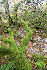 Moss covered trees at the Breney common nature reserve Cornwall