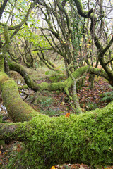Moss covered trees at the Breney common nature reserve Cornwall