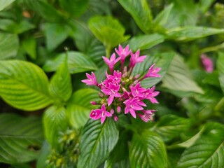 Pentas flowers