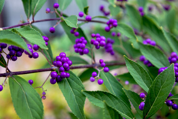 コムラサキ（小紫） © decoplus