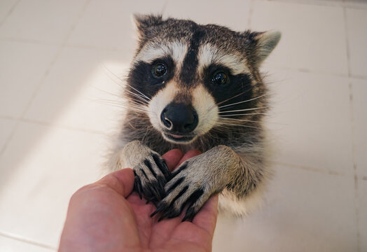Raccoon standing, holding human hand, staring intently at the camera