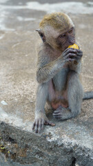 Naklejka premium Young ape munching, Juvenile monkey inspecting yellow fruit Nusa Penida Kelingking Beach Bali 