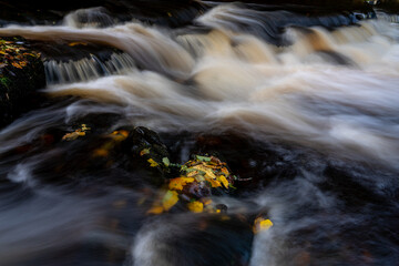 Wet autumn leaves gathered on moss covered rock beside flowing water