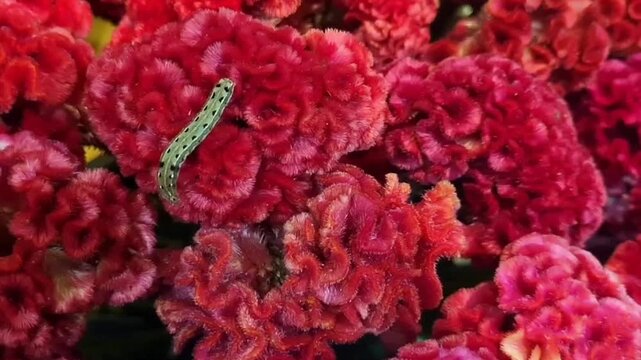 Close up of small Spodoptera Litura crawling on a red flower of Celosia Cristata. Spodoptera is a moth belonging to the Noctuidae family. Its larvae are also called Army Caterpillars or Ulat Grayak.