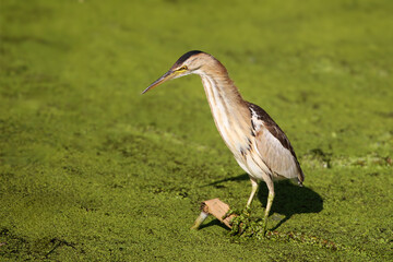 A female little bittern (Botaurus minutus) photographed in its natural habitat