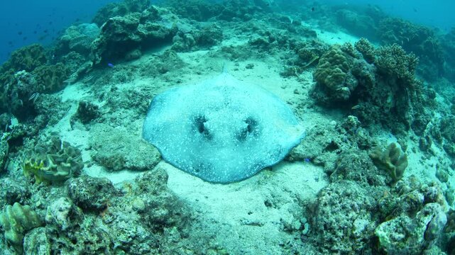 A rare porcupine ray, Urogymnus asperrimus, lies on a coral rubble bottom at Pulau Hatta in the Banda Sea, Indonesia. This elasmobranch feeds on benthic invertebrates and fishes on the seafloor.