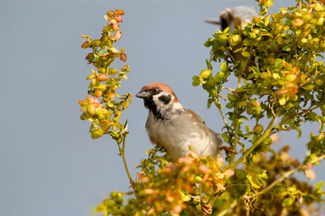 A close-up shot of an adult Eurasian tree sparrow (Passer montanus) on a quinoa bush against the sky.