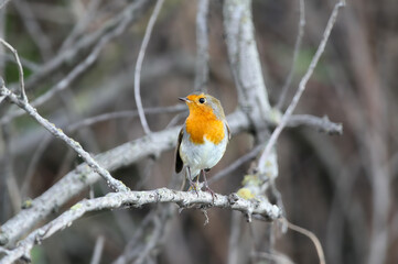 An adult European robin (Erithacus rubecula) in autumn plumage photographed in the branches of a dead tree