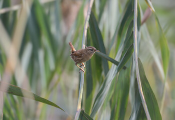 An adult Eurasian wren (Troglodytes troglodytes) is photographed in its natural habitat.