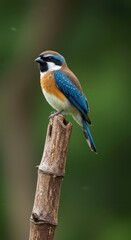 Fototapeta premium Small passerine avian creature with vibrant blue and orange plumage perched upon a broken wooden stalk
