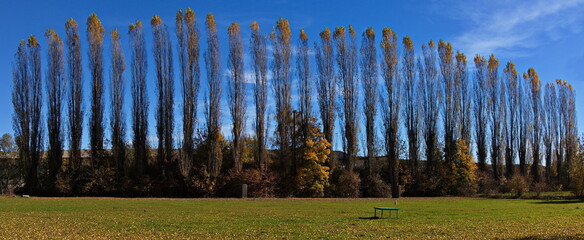 Windbreak with poplar trees at the playground in Riedlingsdorf, Oberwart district, Burgenland, Austria, Europe, Central Europe
