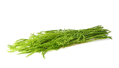 fresh senegalia pennata. isolated on white background .image from camera