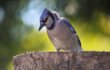 Blue Jay – The Quiet Listener