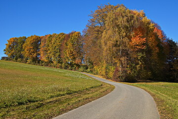 Colorful trees at Wiesfleck, Oberwart district, Burgenland, Austria, Europe, Central Europe
