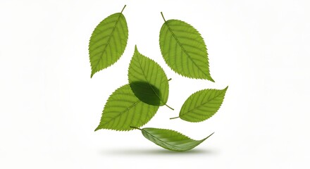 Floating arrangement of intricately detailed green leaves against a stark white backdrop.