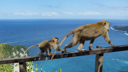 Wildlife troop examining tropical cliffs and vibrant waters Nusa Penida Kelingking Beach Bali 