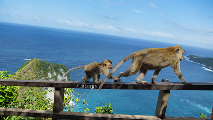 Adult macaque scans horizon as juvenile clings securely Nusa Penida Kelingking Beach Bali 