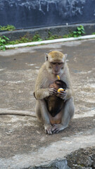 Urban wildlife scene showing caring mother monkey with infant Nusa Penida Kelingking Beach Bali 