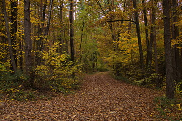 Autumn in the forest at Willersdorf, Oberwart district, Burgenland, Austria, Europe, Central Europe
