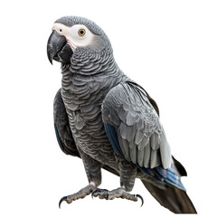 Obraz premium A grey parrot with black beak and feet, standing on a white background.