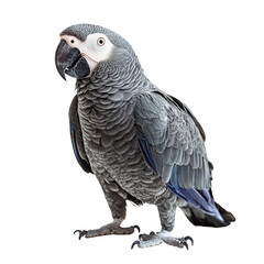 Obraz premium A grey parrot with blue wings perched on a white background.