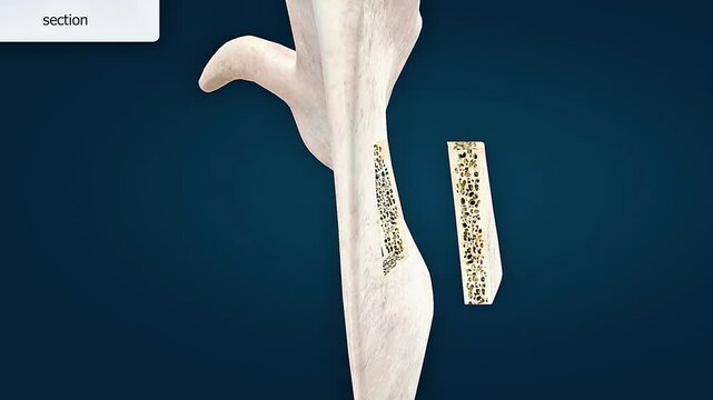 Anatomy and section of scapula bone