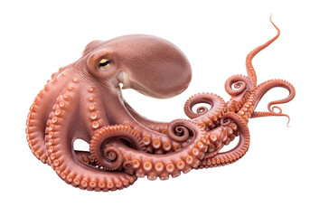 Obraz premium Octopus isolated on transparent background