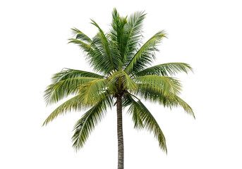 Fototapeta premium A healthy green coconut palm tree isolated on transparent background, perfect for tropical themes and summer designs