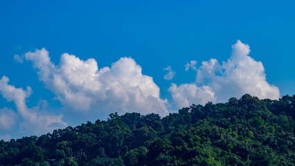 White clouds with blue sky with top canopy vegetation in the foreground