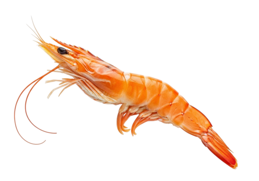 A single cooked shrimp, bright orange and appetizing, isolated on a clean transparent background for culinary use