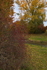 Rose bush with hips at the river Pinka in Unterwart, Burgenland, Austria, Europe, Central Europe
