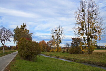 Trees with mistletoe at the river Pinka in Unterwart, Burgenland, Austria, Europe, Central Europe
