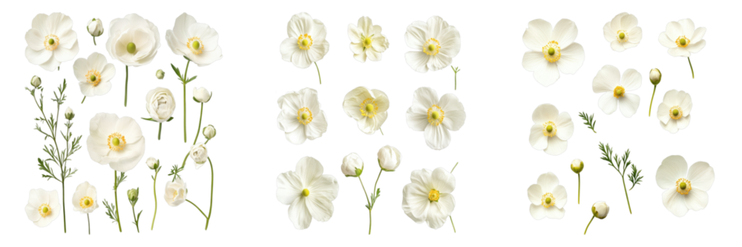 A collection of delicate white flowers with soft petals and vibrant yellow centers, arranged to create a visually appealing display