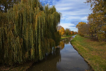 Large weeping willow at the river Pinka in Unterwart, Burgenland, Austria, Europe, Central Europe
