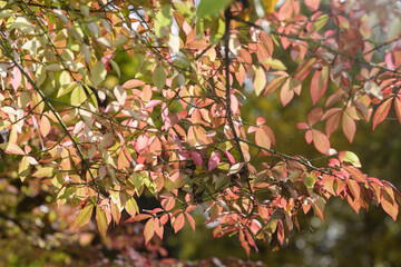 Obraz premium sunlit Euonymus leaves in autumn