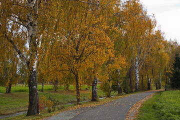 Birch alley at the river Pinka in Oberwart, Burgenland, Austria, Europe, Central Europe
