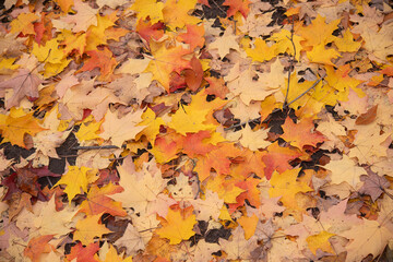 autumn leaves background