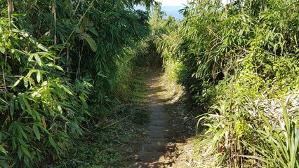 Secluded narrow pathway winding through lush green foliage in a vibrant natural forest, inviting exploration and adventure