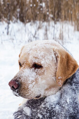 A funny Labrador retriever in the public park in winter. A pet.