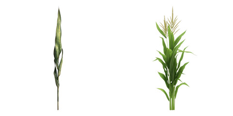 Corn stalks against a simple background, showcasing the plants in detail