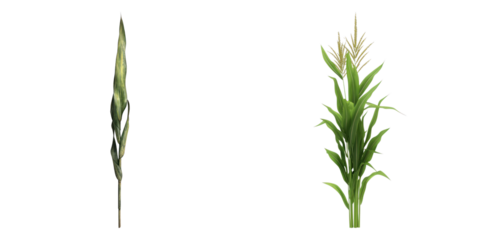 Corn stalks against a simple background, showcasing the plants in detail