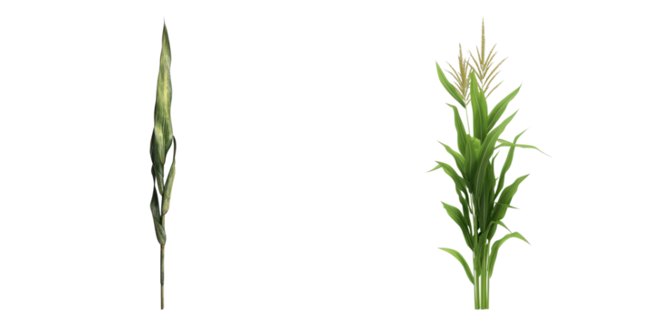 Corn stalks against a simple background, showcasing the plants in detail