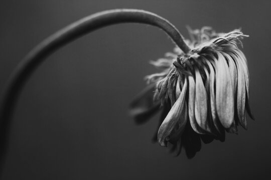 Fine Art black and white wilted gerbera with a curved stem on dark background. Symbol of sadness, grief and transience