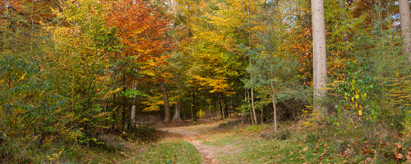 Panorama autumn forest landscape with trail surrounded by beech trees in beautiful vibrant colors