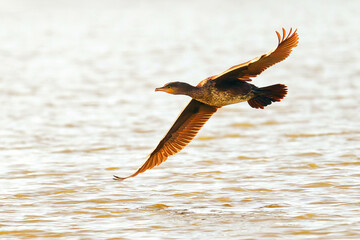 Kormoran  fliegt &uuml;ber den  Teich