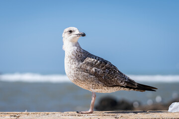The young herring gull photographed in Essaouira. Juvenile European herring gull (Larus argentatus) standing on the port walls in Essaouira. 