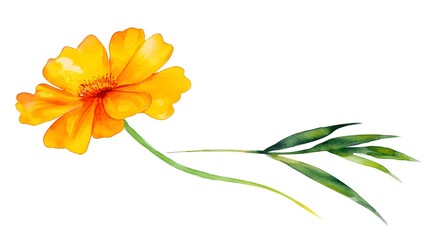 Watercolor illustration depicts a vibrant yellow bloom with green foliage extending to the side against a white background.